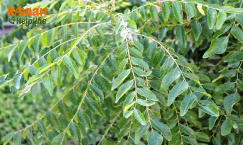 Curry Leaf (करी पत्ता)